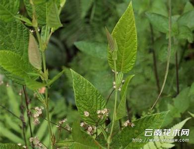 高町奈叶强袭形态来源 葫芦茶 葫芦茶-来源，葫芦茶-植物形态