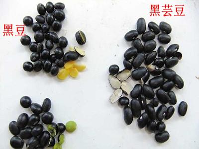 黑豆和黑芸豆那个补肾 黑豆与黑芸豆的区别
