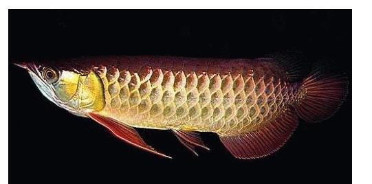 高背红尾金龙鱼 高背红尾金龙鱼-外形特征，高背红尾金龙鱼-习性