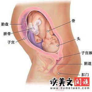 八个月胎儿发育情况 怀孕八个月男胎儿图 8个月男胎发育指标
