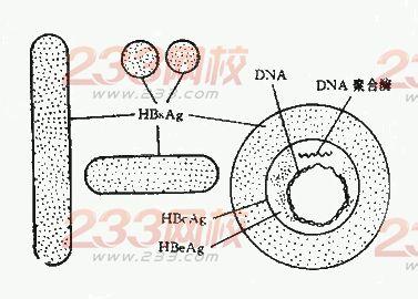 乙型肝炎病毒基因分型 乙型肝炎病毒 乙型肝炎病毒-生物学性状，乙型肝炎病毒-基因结构