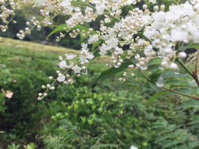 烟雨朦胧 烟雨朦胧处，邂逅一袭花香