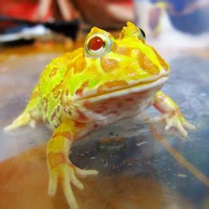 黄金角蛙 黄金角蛙 黄金角蛙-概述