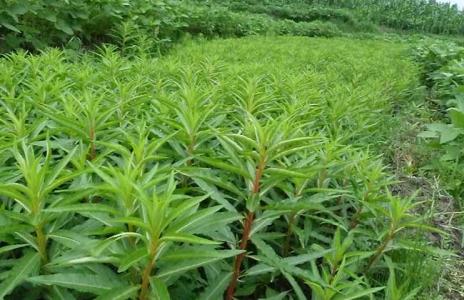 赶黄草多少钱一斤 赶黄草的功效与作用