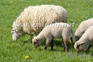 澳洲白绵羊饲养视频 绵羊[绵羊 饲养动物] 绵羊[绵羊 饲养动物]-概述，绵羊[绵羊