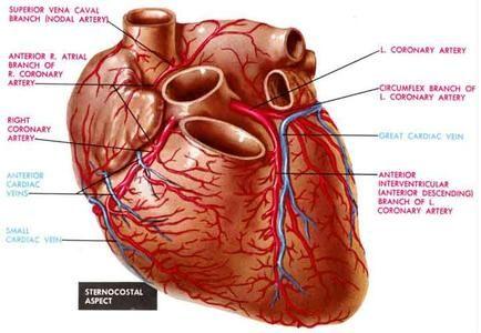 缩窄性心包炎病因 缩窄性心包炎 缩窄性心包炎-疾病概述，缩窄性心包炎-疾病病因
