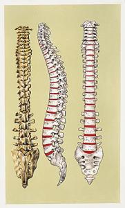 脊椎骨图片 脊椎骨