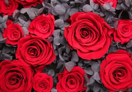 蓝玫瑰花语是什么 红玫瑰花语是什么