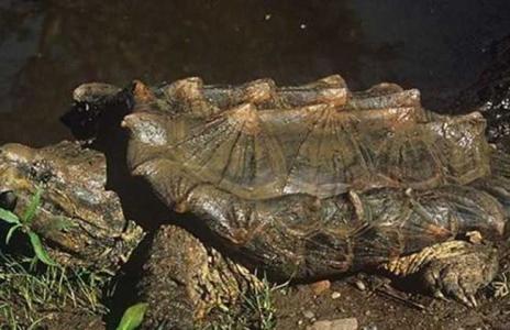 鳄鱼龟的做法 如何养鳄鱼龟