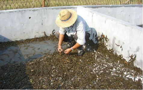 每日农经2016水蛭养殖 水蛭养殖技术