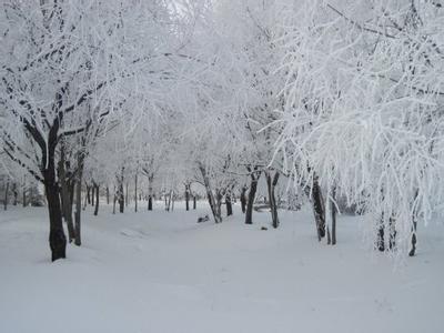 描写冬天树木的诗句 描写冬天树木的句子