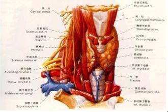 甲状旁腺激素的作用 甲状旁腺 甲状旁腺-简介，甲状旁腺-位置和作用