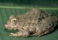 穿山甲栖息地环境图片 虎纹蛙 虎纹蛙-外形特征，虎纹蛙-栖息环境