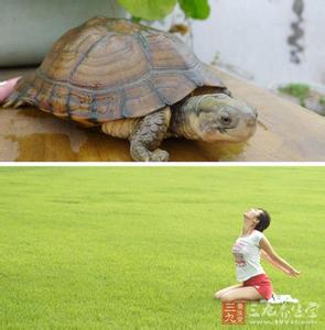 龟息功 龟息功 延年益寿的龟息大法