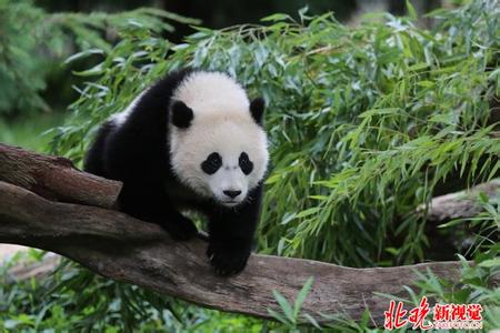 大熊猫只有中国才有吗 大熊猫