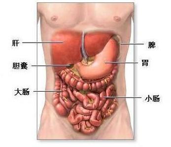 肚子左边是什么器官 肚子左边疼是怎么回事