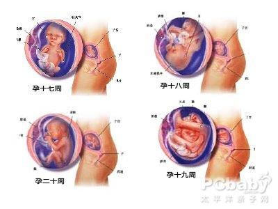 怀孕五个月男胎儿图 怀孕5个月胎儿图 怀孕五个月男胎儿图