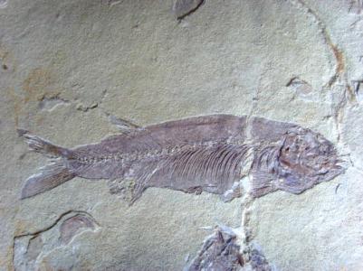 辽宁哪里有卖鱼化石的 鱼化石 鱼化石-鱼的尸体，鱼化石-诗歌