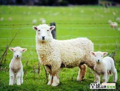 怎样提高精子成活率 羔羊 羔羊-基本信息，羔羊-冬季如何提高羔羊成活率