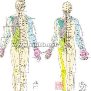 中医经络学 中医经络学 看了让你成为中医经络通