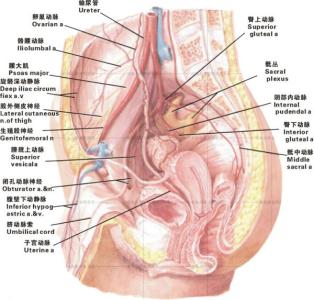 丰胸的最快方法手法 经络丰胸 经络丰胸的手法有哪些