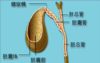 胆囊息肉饮食禁忌 胆囊息肉饮食 5款粥有效治疗胆囊息肉