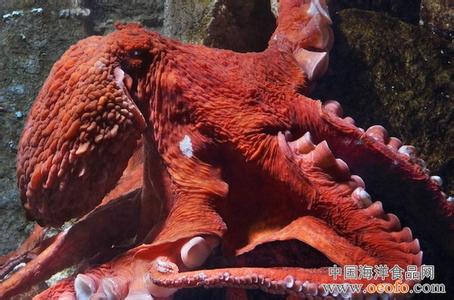 北太平洋巨型章鱼 巨型章鱼 巨型章鱼-简要介绍，巨型章鱼-相关新闻
