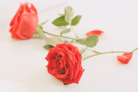 描写玫瑰花的经典诗句 关于玫瑰花的诗