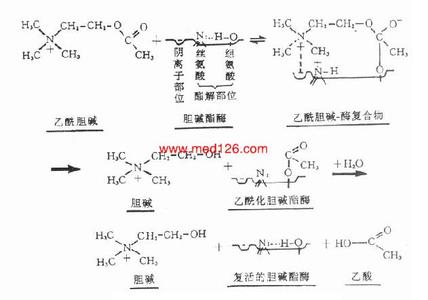 不等式的基本性质 胆碱酯酶 胆碱酯酶-基本性质，胆碱酯酶-症状