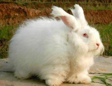 商品兔的饲养管理 长毛兔 长毛兔-品系，长毛兔-饲养及管理