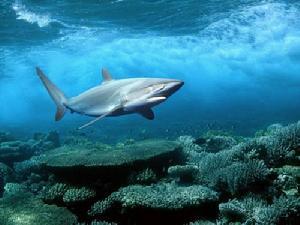 松树的外形特征 蓝鲨 蓝鲨-外形特征，蓝鲨-分布范围