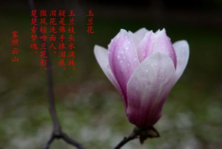 白兰花的诗句 描写玉兰花的诗词