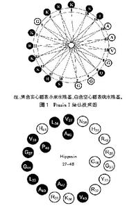 精氨酸结构式 精氨酸 精氨酸-简述，精氨酸-结构