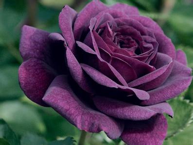 紫玫瑰花图片 紫玫瑰代表什么意思