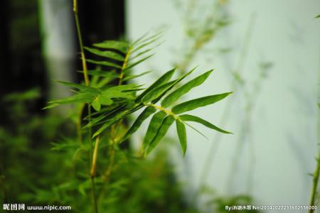 竹子的象征意义 竹子
