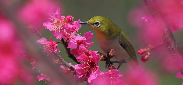 鸟是树的花朵内容摘要 鸟是树的花朵读后感