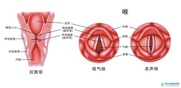 咳嗽喉咙痒怎么办 喉咙痒咳嗽怎么办 如何预防喉咙痒咳嗽