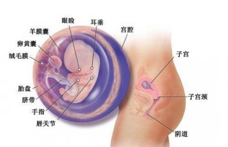 怀孕三个月胎儿图 怀孕三个月胎儿图 怀孕三个月妈妈的变化