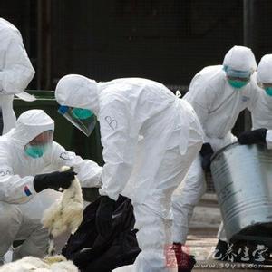 法国现禽流感疫情 香港流感疫情春季未见缓和 已致341人死亡