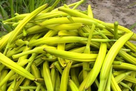 干黄花菜的功效与作用 黄花菜的营养价值