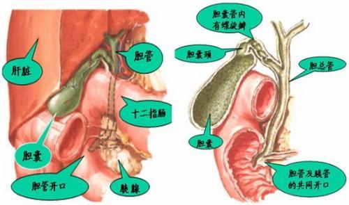 胆囊结石应该怎样治疗 怎样治疗胆囊结石？