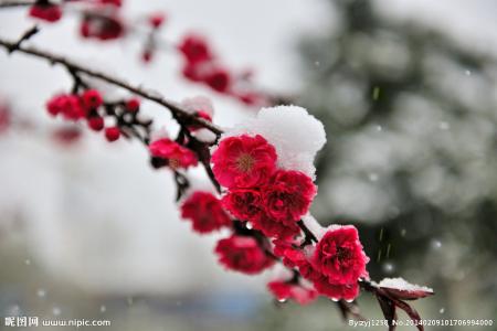 最漂亮的雪中梅花 雪中梅花