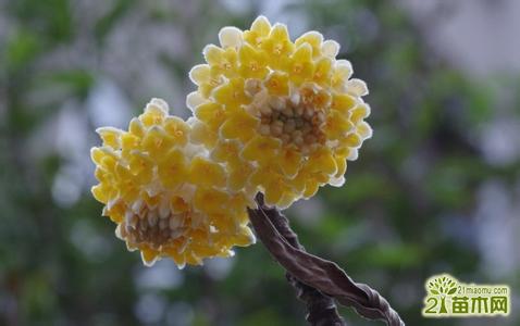 基本自然性状 结香花 结香花-基本资料，结香花-性状