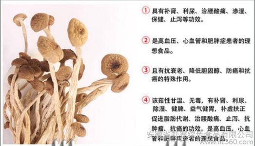 茶树菇功效与作用禁忌 茶树菇的营养价值