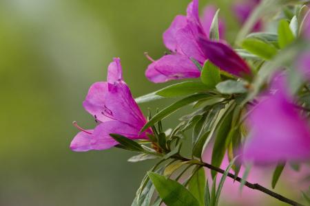 杜鹃花语是什么 杜鹃花语