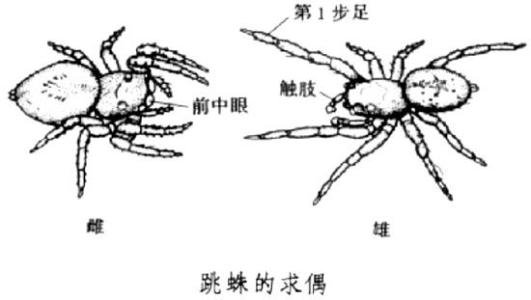 物种分类 跳蛛 跳蛛-科目简介，跳蛛-物种分类