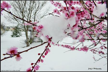 春天的雪花飘飘洒洒 雪花飘飘却是春