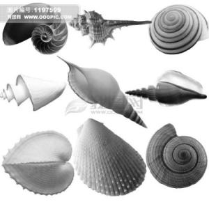 贝壳的寓意及象征 贝壳网 贝壳网-简介，贝壳网-品牌寓意
