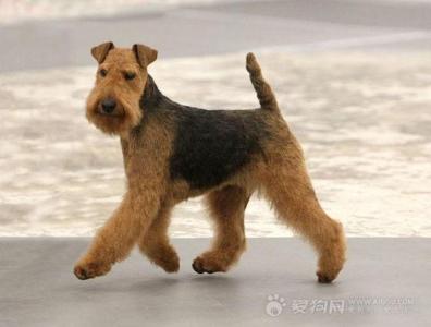 世界琥珀产地简介 梗犬 梗犬-简介,梗犬-产地