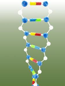 分子和原子教学反思 DNA分子的结构教学反思